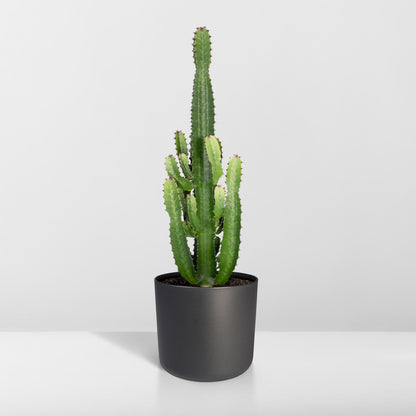 Wolfsmilch – Euphorbia Acrurensis – ↑60 cm – Ø24 cm