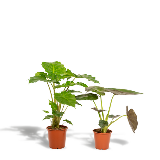 Pflanzen Set – 2 Pflanzen – Alocasia wentii – 60 cm – Ø19 cm – Alocasia portodora – 75 cm – Ø21 cm - Plantabulous
