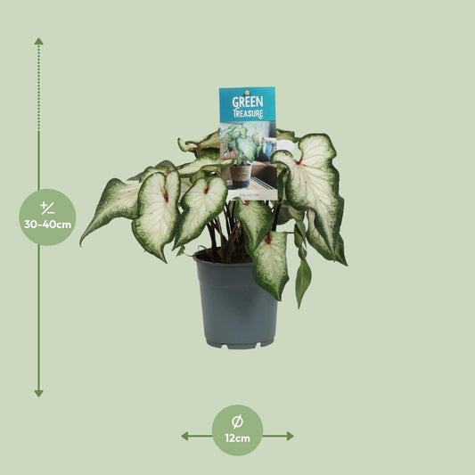 Caladium Wit - Ø12cm - ↑25cm