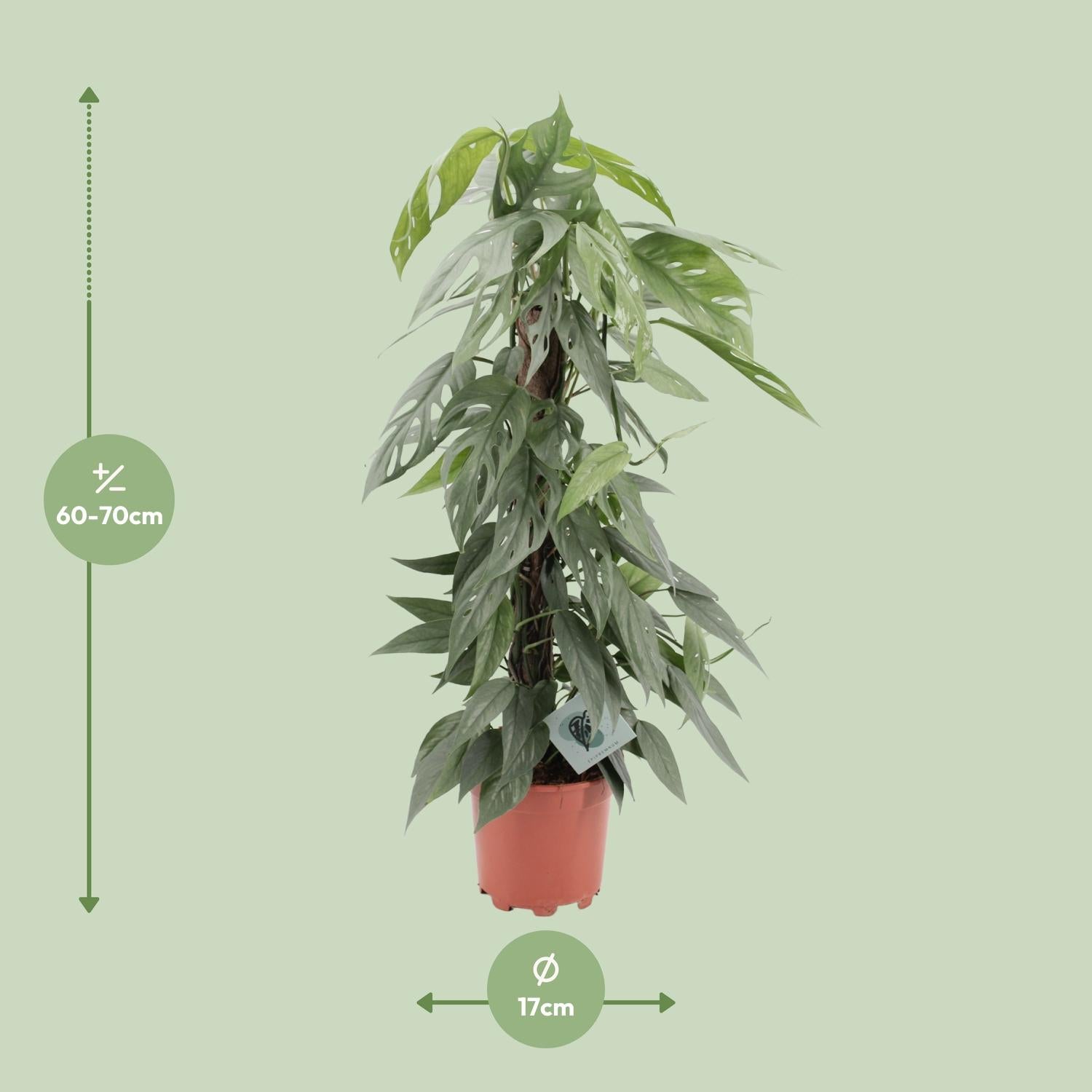Epipremnum Pinnatum Cebu Blue - Ø17cm - ↕65cm - Plantabulous