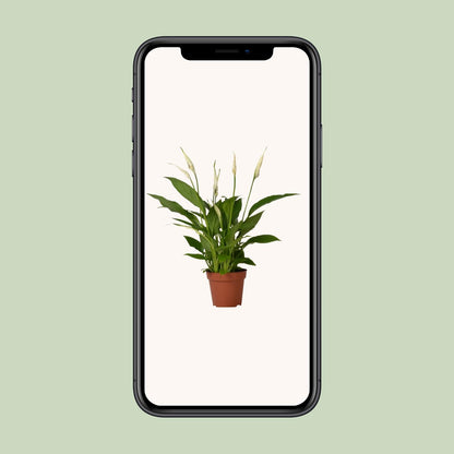 Einblatt – Spathiphyllum 'Bingo Cupido' – ↑45-80 cm – Ø12-19 cm