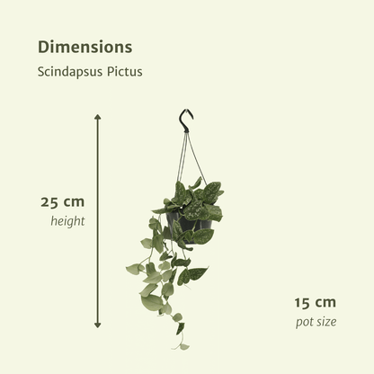 Pflanzen Set – 2 Pflanzen – Efeutute – Scindapsus Pictus (Epipremnum) – ↑20 cm – Ø15 cm