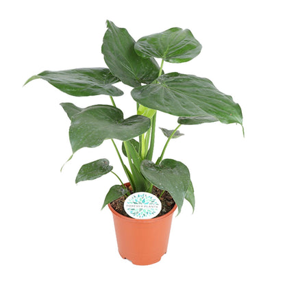 Alocasia Cucullata - Ø21cm - ↕80cm - Plantabulous