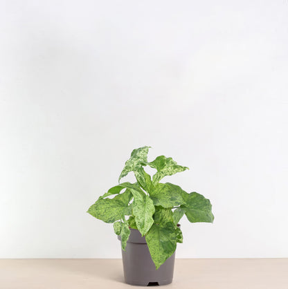 Pfeilblatt – Syngonium podophyllum 'Mottled' – 25 cm – Ø12 cm - Plantabulous