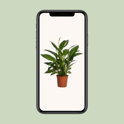 Einblatt – Spathiphyllum 'Vivaldi' – ↑70 cm – Ø17 cm