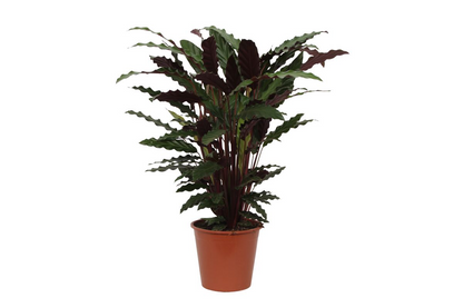 Korbmarante – Calathea 'Wavestar' – 80 cm – Ø19 cm - Plantabulous