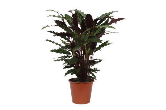 Korbmarante – Calathea 'Wavestar' – 80 cm – Ø19 cm - Plantabulous