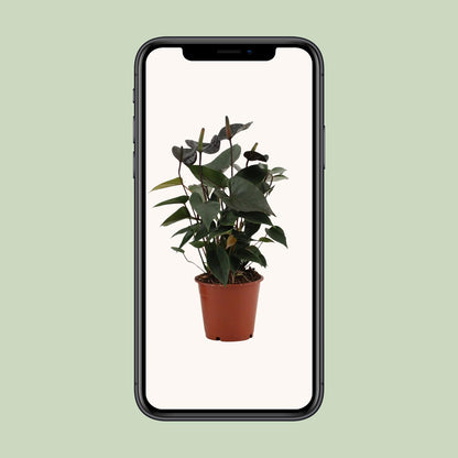 Anthurium Black Love In Transparant Sleeve - Ø12cm - ↕36cm - Plantabulous