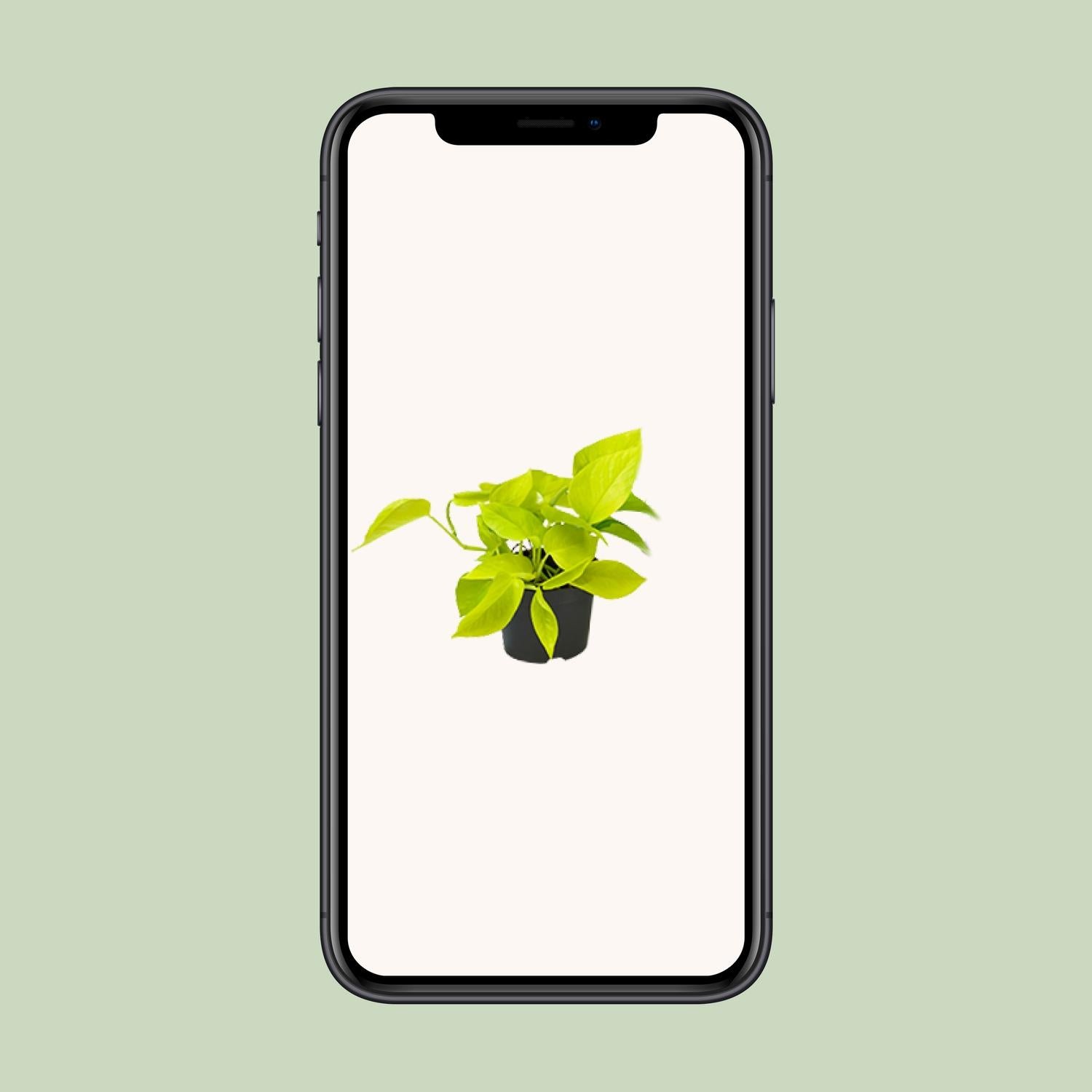 Efeutute – Epipremnum aureum 'Golden Pothos' – 15 cm – Ø12 cm - Plantabulous