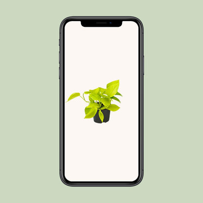 Efeutute – Epipremnum aureum 'Golden Pothos' – 15 cm – Ø12 cm - Plantabulous