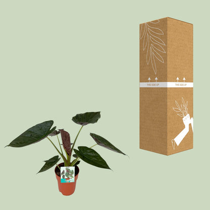 Pfeilblatt – Alocasia Wentii – ↑85 cm – Ø19 cm