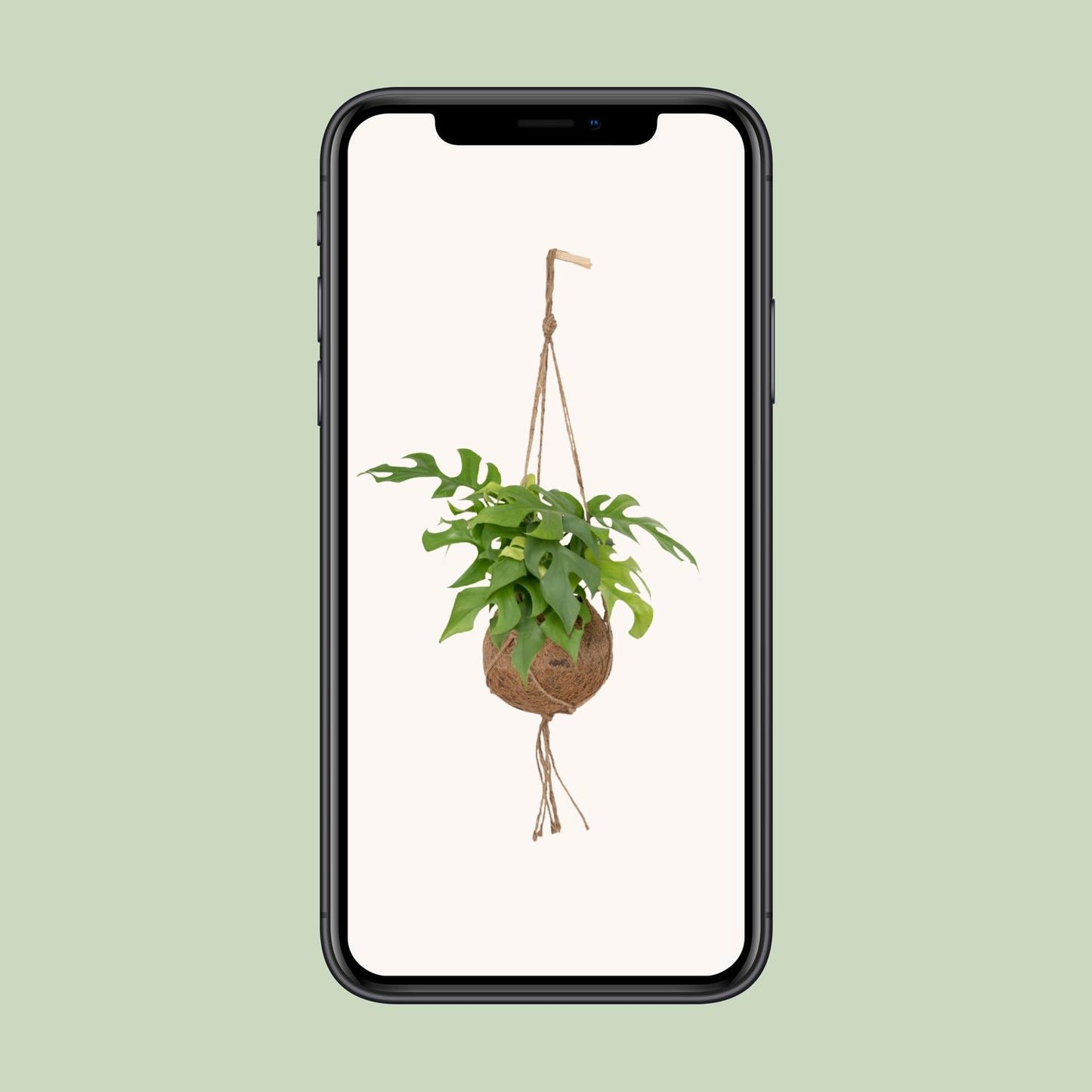 Lochpflanze – Kokodama Monstera Minima - Rhaphidophora tetrasperma – 25 cm – Ø15 cm - Plantabulous