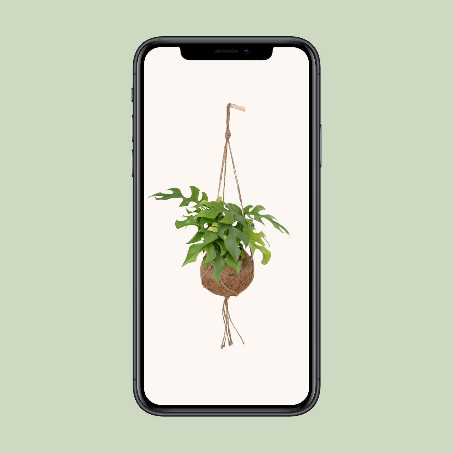 Lochpflanze – Kokodama Monstera Minima - Rhaphidophora tetrasperma – 25 cm – Ø15 cm - Plantabulous