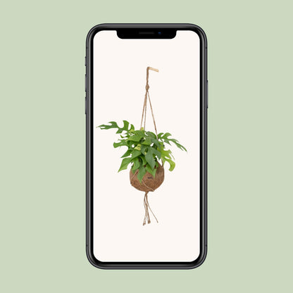 Lochpflanze – Kokodama Monstera Minima - Rhaphidophora tetrasperma – 25 cm – Ø15 cm - Plantabulous