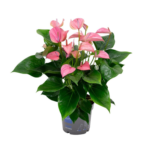 Anthurium KARMA Joli - ↑55cm - Ø17cm