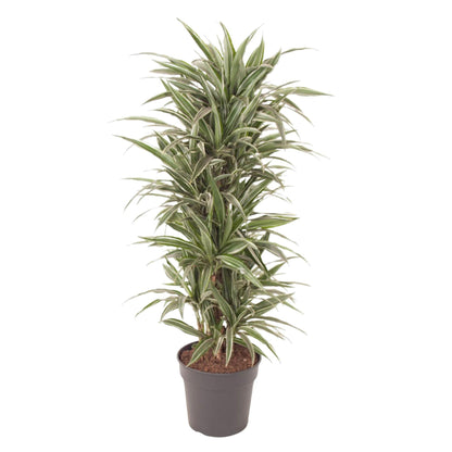 Drachenbaum – Dracaena Warneckei – 140 cm – Ø31 cm - Plantabulous