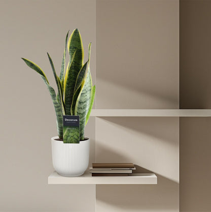 Bogenhanf - Sansevieria Laurentii - 45 cm - Ø12 - Plantabulous