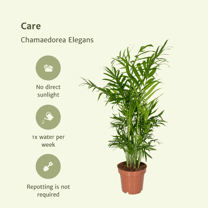 Pflanzen Set - 2 Pflanzen - Palmlilie - Chamaedorea Elegans - ↑40cm - Ø12 cm