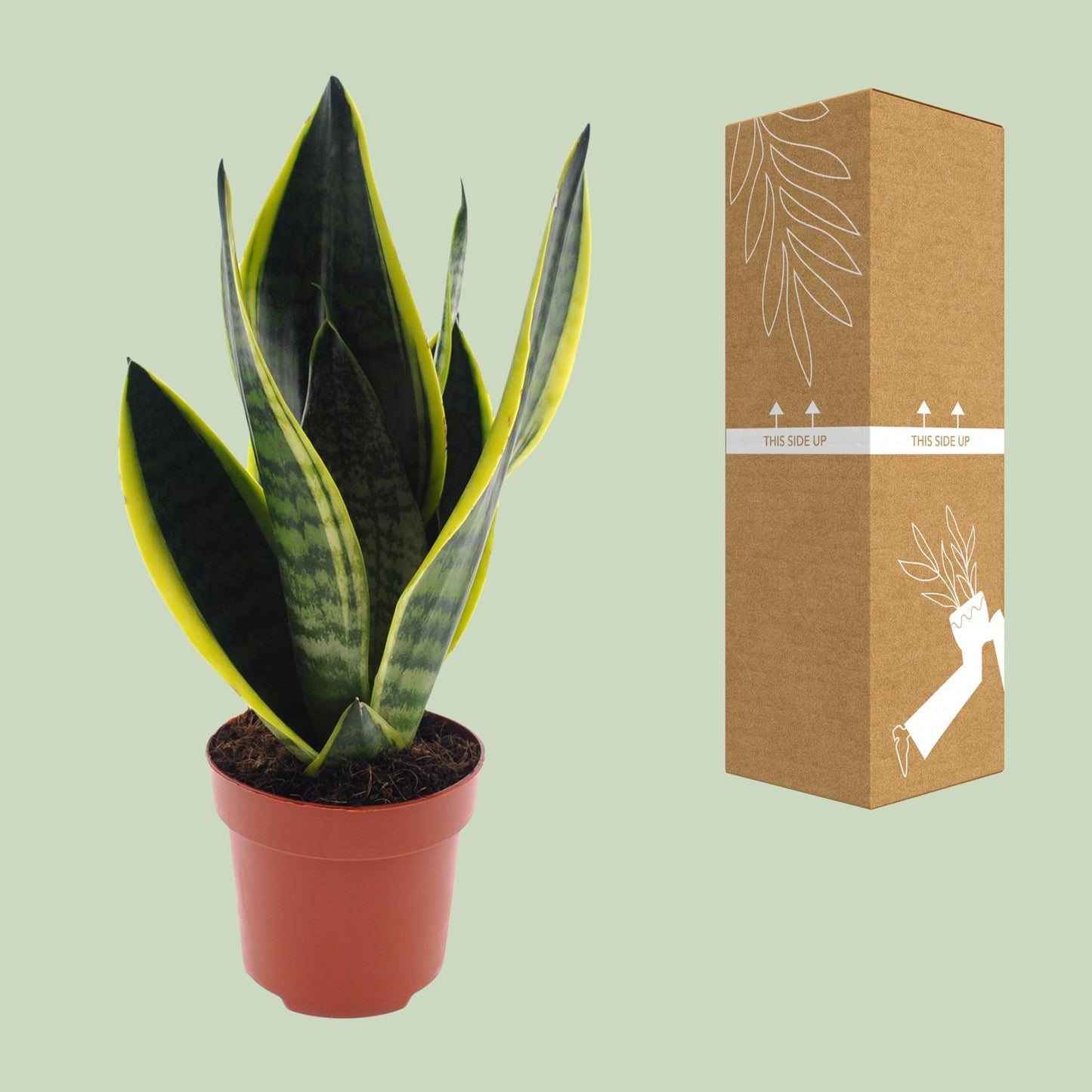 Bogenhanf – Sansevieria 'Futura Superba' – ↑30 cm – Ø12 cm