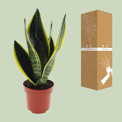Bogenhanf – Sansevieria 'Futura Superba' – ↑30 cm – Ø12 cm