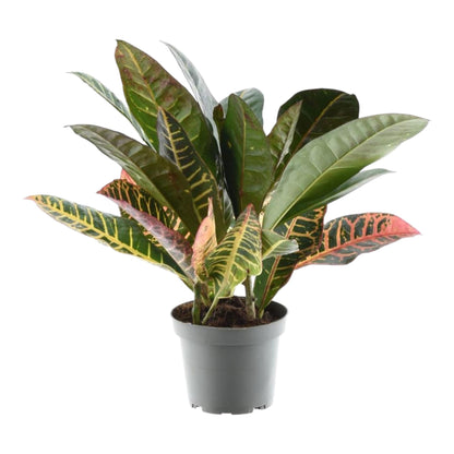 Kroton – Codiaeum variegatum 'Petra' – 30 cm – Ø12 cm - Plantabulous