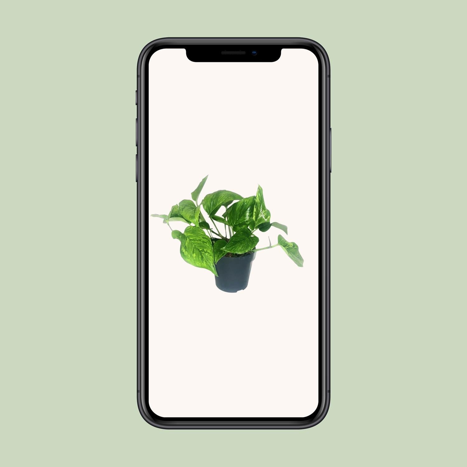 Scindapsus Pictus Trebie - Ø12cm - ↕20cm - Plantabulous