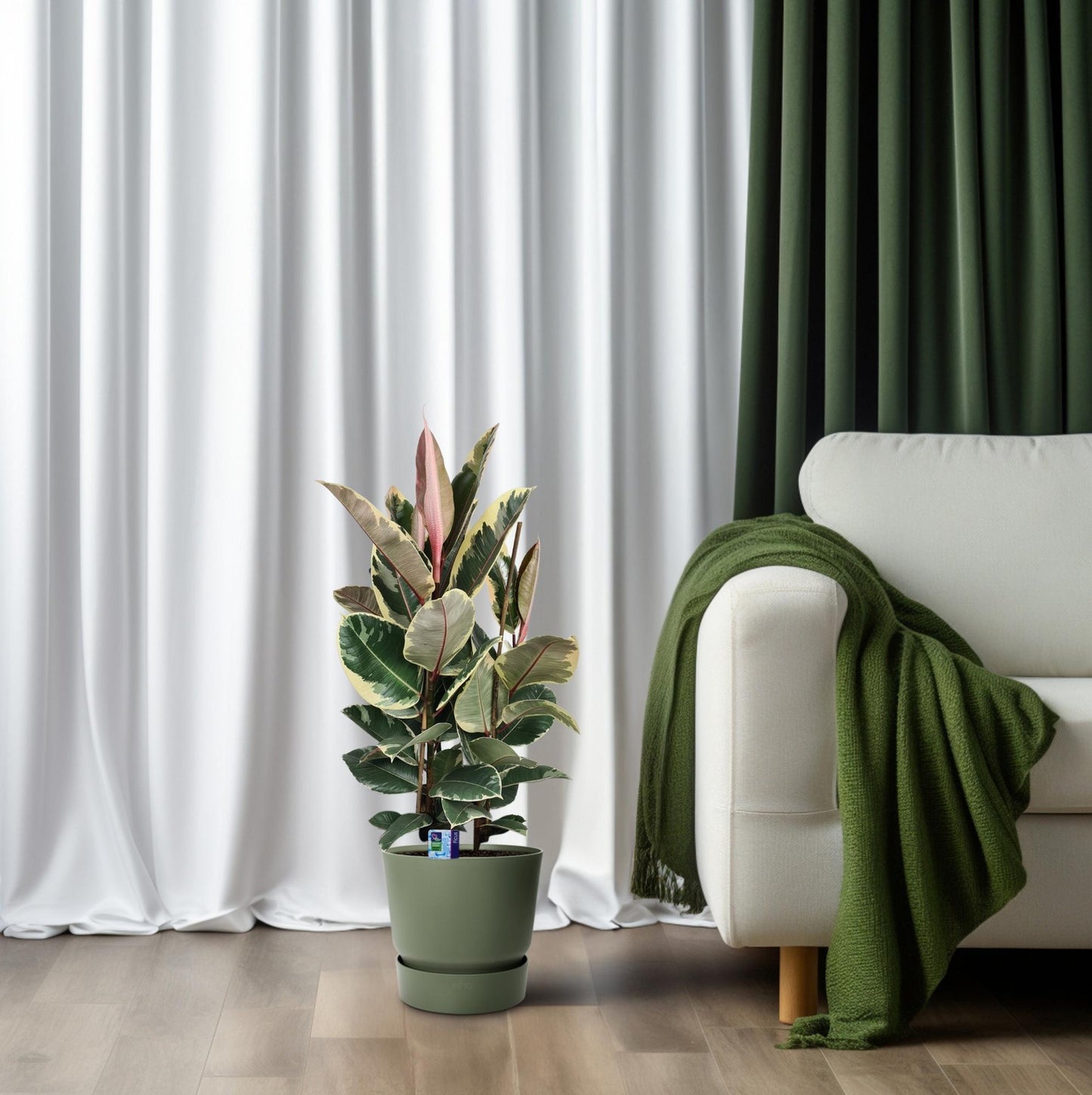 Gummibaum – Ficus 'Elastica Tineke' – ↑85 cm – Ø27 cm