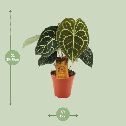 Anthurium Clarinervium - Ø15cm - ↕25cm - Plantabulous