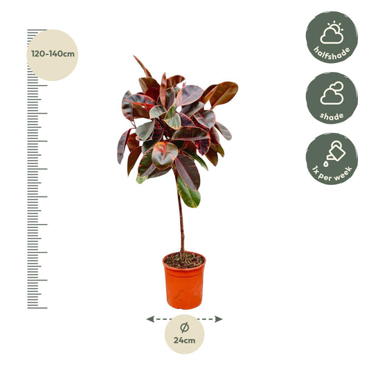 Gummibaum – Ficus elastica 'Belize'  – 130 cm – Ø24 cm - Plantabulous
