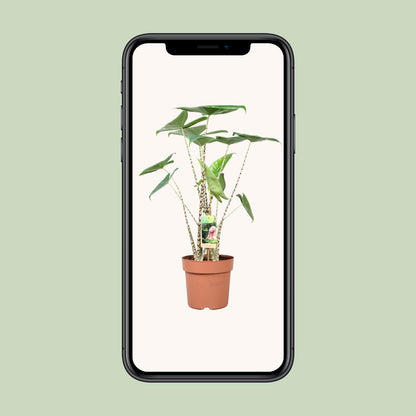 Pfeilblatt – Alocasia 'Zebrina' – ↑80 cm – Ø21 cm