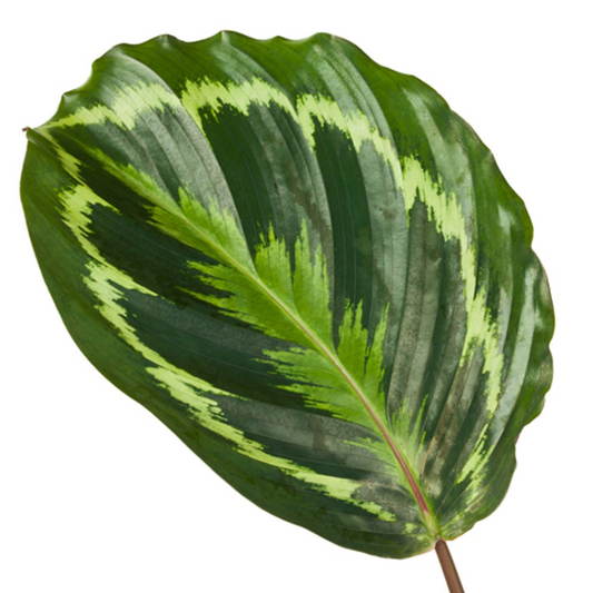 Korbmarante - Calathea Medallion - 80 cm - Ø24cm - Plantabulous