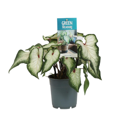 Caladium Wit - Ø12cm - ↑25cm