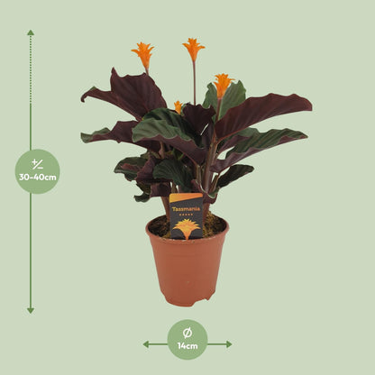 Korbmarante – Calathea Crocata – ↑40 cm – Ø14 cm