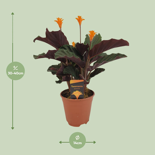 Korbmarante – Calathea Crocata – ↑40 cm – Ø14 cm