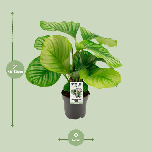 Korbmarante – Calathea orbifolia – 14 cm – Ø50 cm - Plantabulous