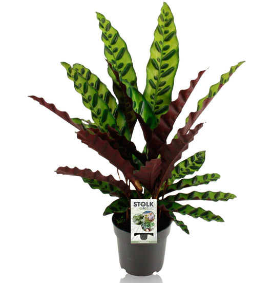 Calathea Lancifolia Insignis - Ø14cm - ↕45cm - Plantabulous