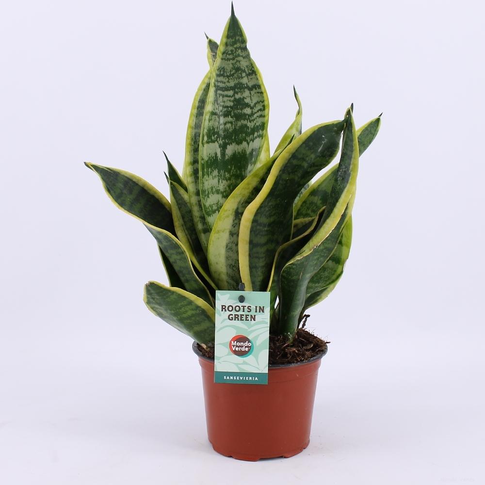 Sansevieria Futura Superba - Ø12cm - ↕35cm - Plantabulous