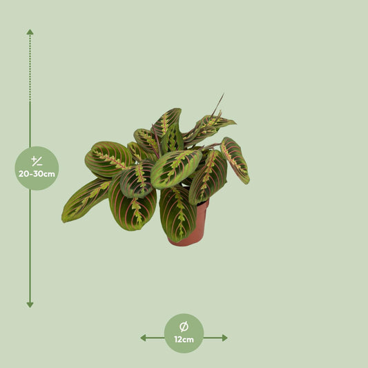 Pfeilwurz – Maranta leuconeura 'Fascinator' – 20 cm – Ø12 cm - Plantabulous