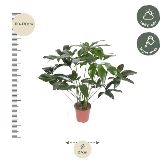 Philodendron – Philodendron 'Green Wonder' – 120 cm – Ø24 cm - Plantabulous