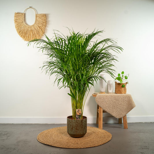 Areca Palme - Dypsis Lutescens - 110cm - Ø21cm - Plantabulous