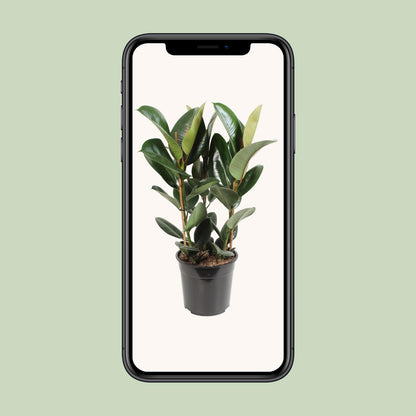Gummibaum – Ficus Elastica 'Robusta' - ↑35-85 cm - Ø12-27 cm