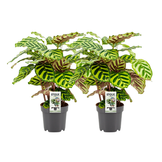 Calathea Makoyana - 2 Stücke - Ø14cm - ↕45cm - Plantabulous