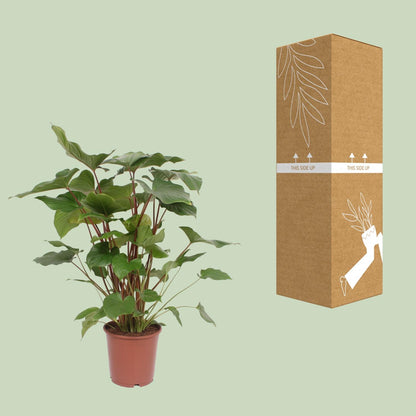 Homalomene – Homalomena Rubescens 'Maggy' – ↑90 cm – Ø24 cm