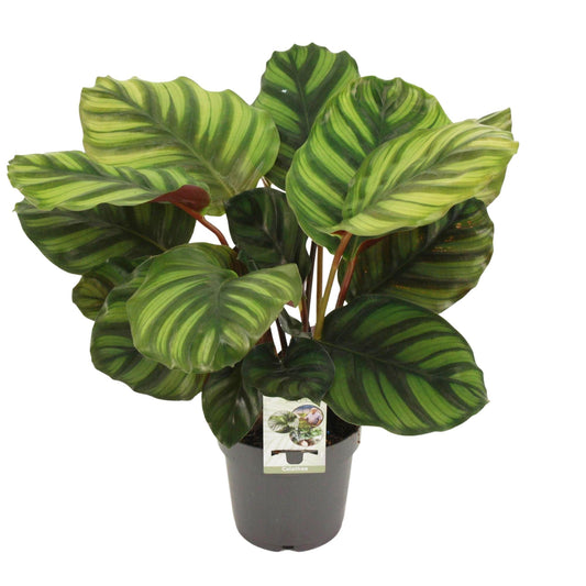 Calathea Fasciata - Ø14cm - ↕50cm - Plantabulous
