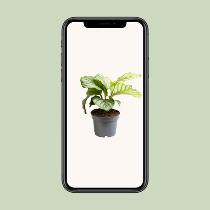 Calathea Orbifolia - Ø12cm - ↕25cm - Plantabulous