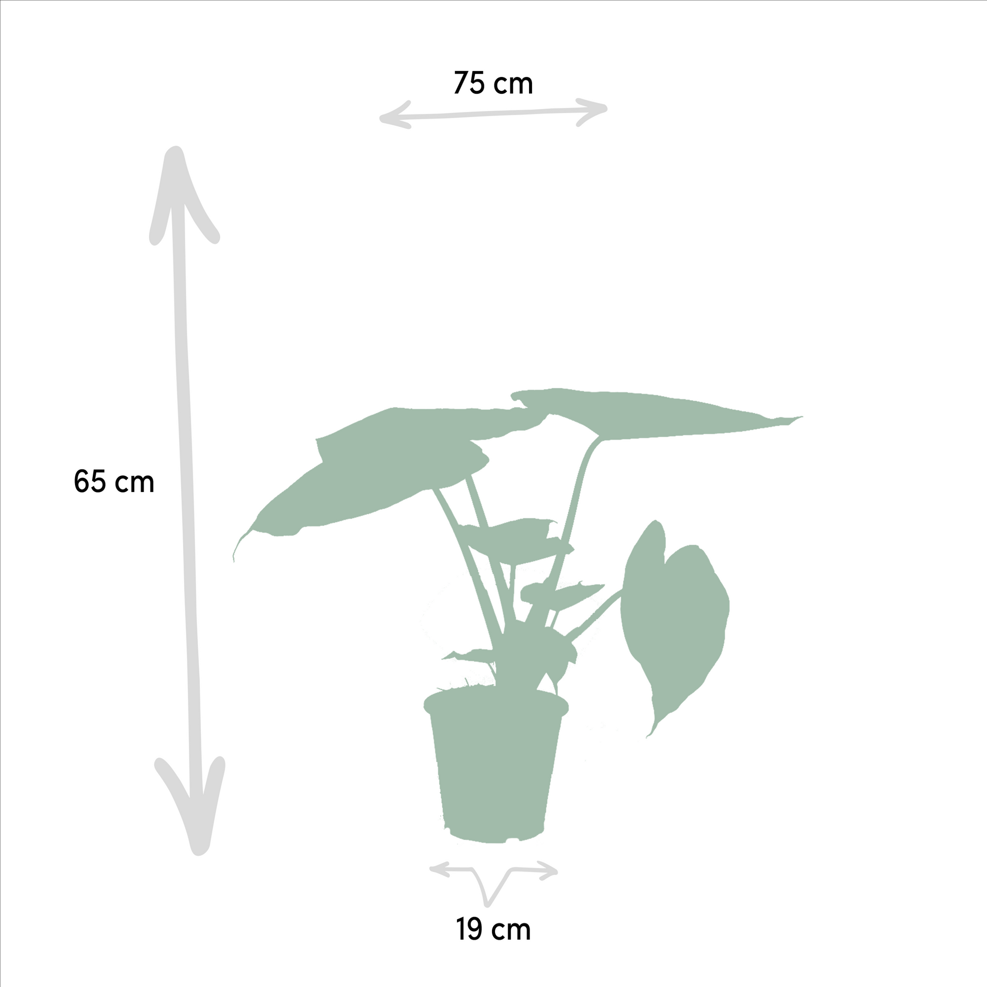 Pflanzen Set – 2 Pflanzen – Alocasia wentii – 60 cm – Ø19 cm – Alocasia portodora – 75 cm – Ø21 cm - Plantabulous