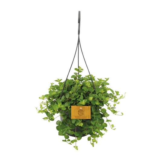 Peperomia Rotundifolia - Ø15cm - ↕25cm - Plantabulous