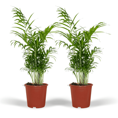 Pflanzen Set - 2 Pflanzen - Chamaedorea Elegans – ↑55 cm – Ø17 cm