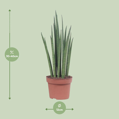 Bogenhanf – Sansevieria 'Mikado' – ↑40 cm – Ø12 cm