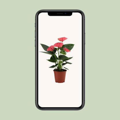 Anthurium Sweet Dream In Transparant Sleeve - Ø12cm - ↕36cm - Plantabulous